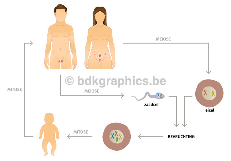 Een diagram dat de stadia van de zwangerschap toont.