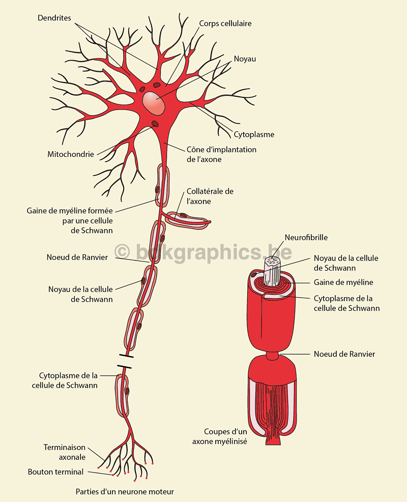 Een diagram dat de structuur van een neuron laat zien.