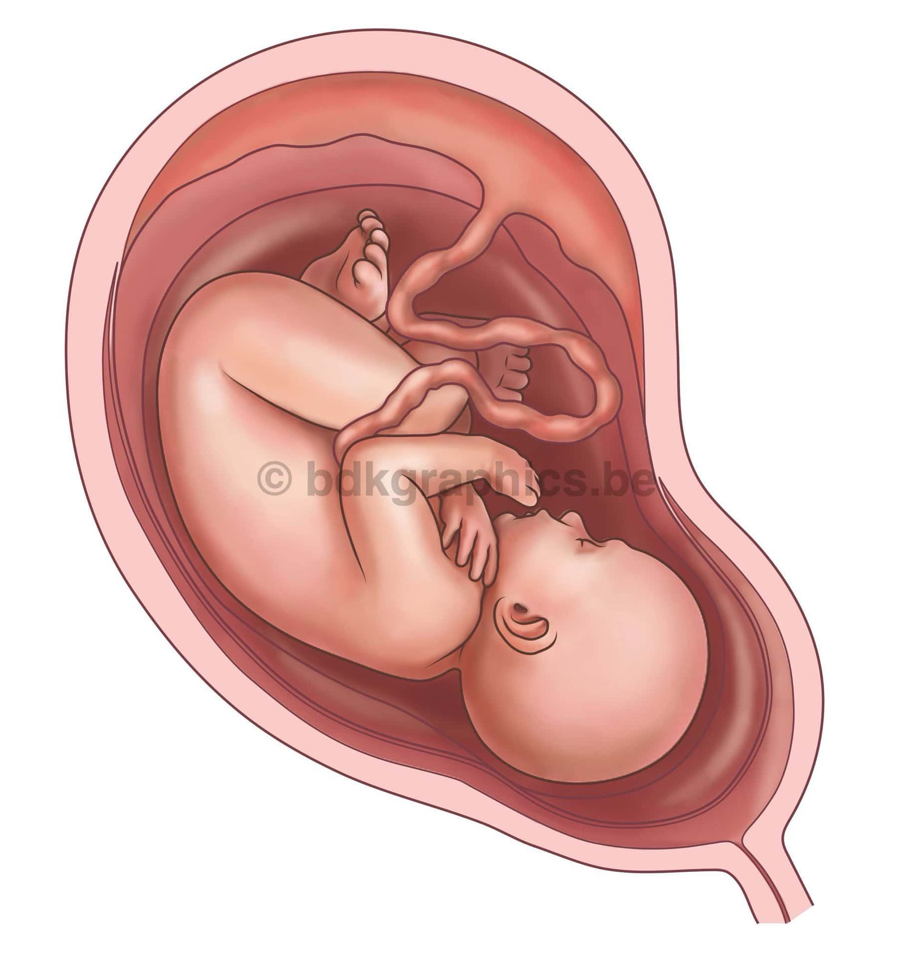 Een foetus in de baarmoeder.