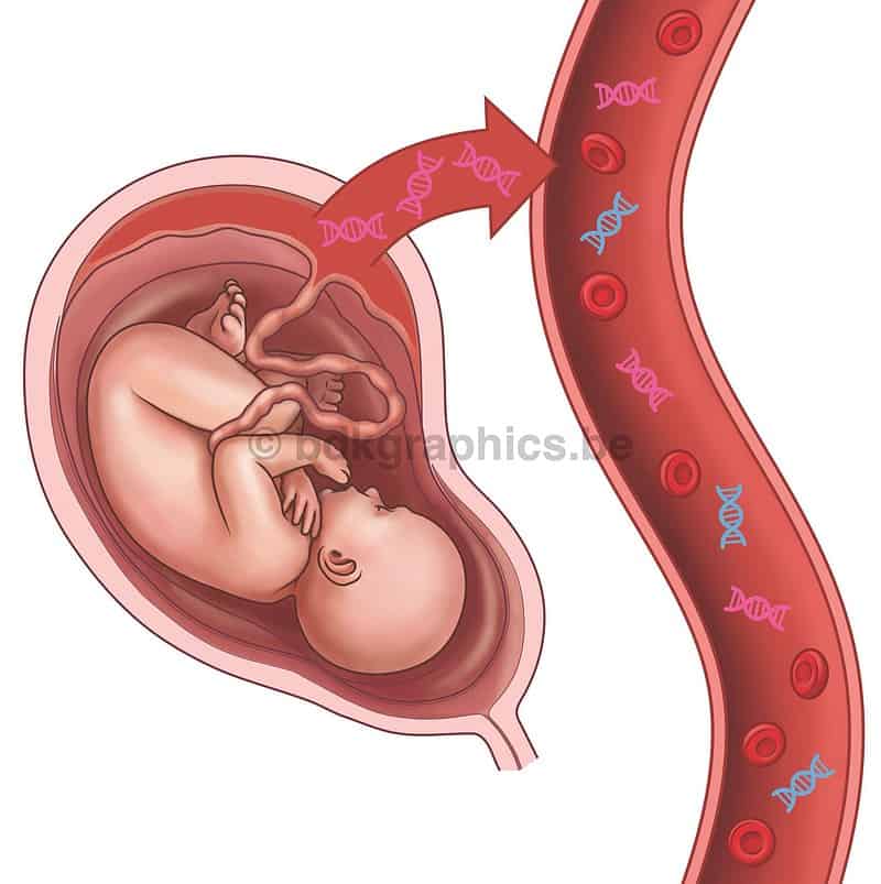 Een foetus in de baarmoeder met rood DNA.