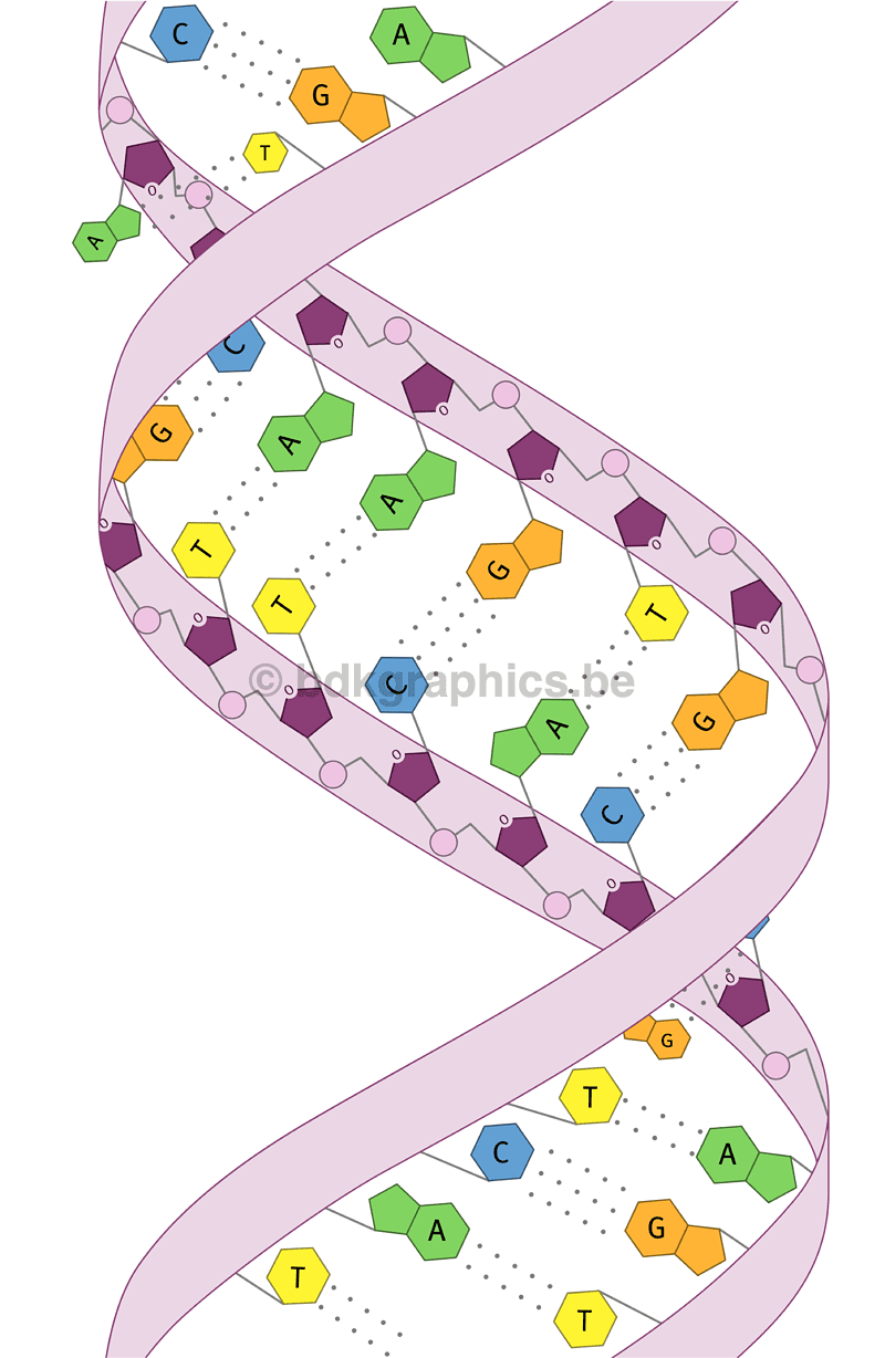 Een diagram van een DNA-molecuul.