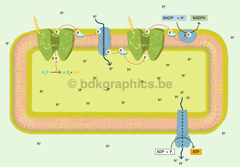 Een diagram dat de structuur van een cel laat zien.