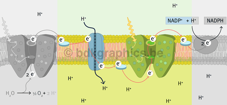 Een diagram dat de structuur van een eiwit laat zien.