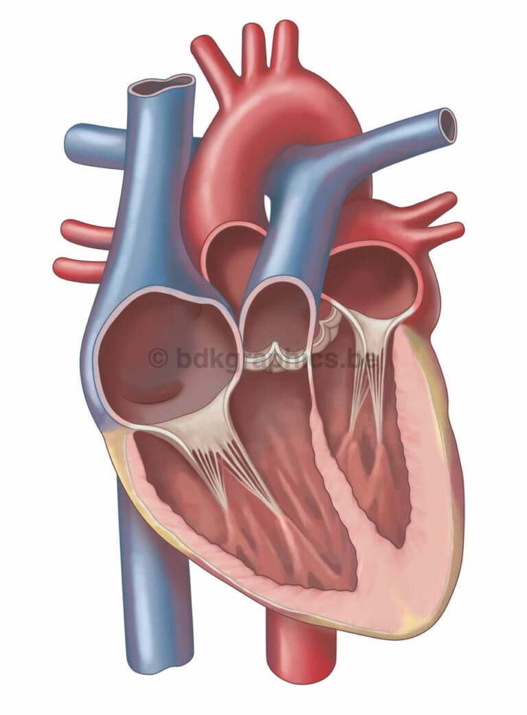 Een diagram van het hart met de linker- en rechterventrikel.