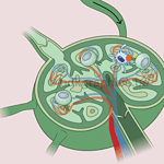 A diagram showing the structure of a cell.