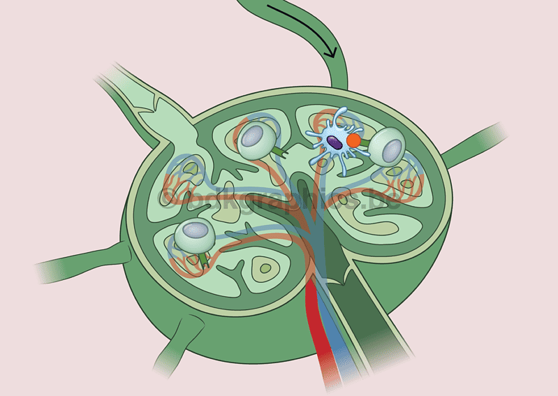 A diagram showing the structure of a cell.