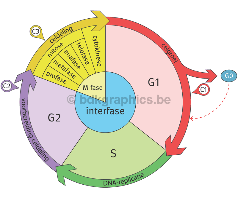 Een diagram van de DNA-cyclus.