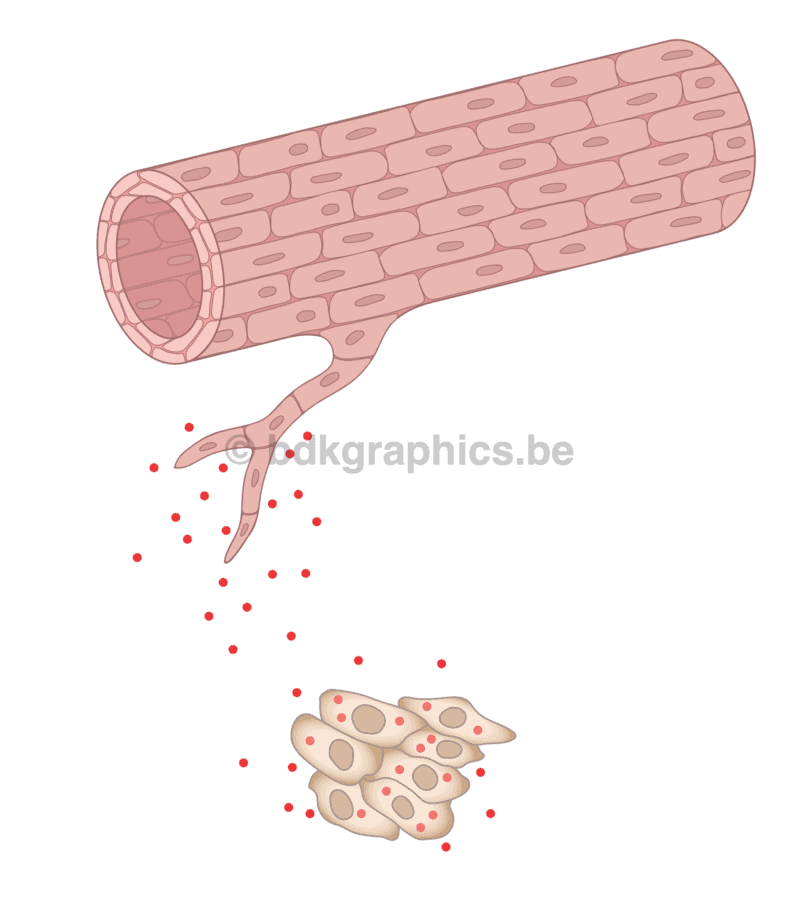 Een illustratie van een bloedvat en een bloedstolsel.