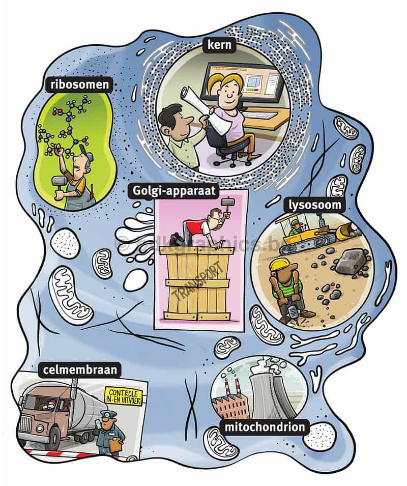 Een afbeelding van een diagram met verschillende soorten organismen.